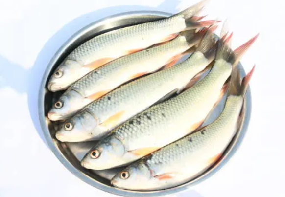 Rohu Fish